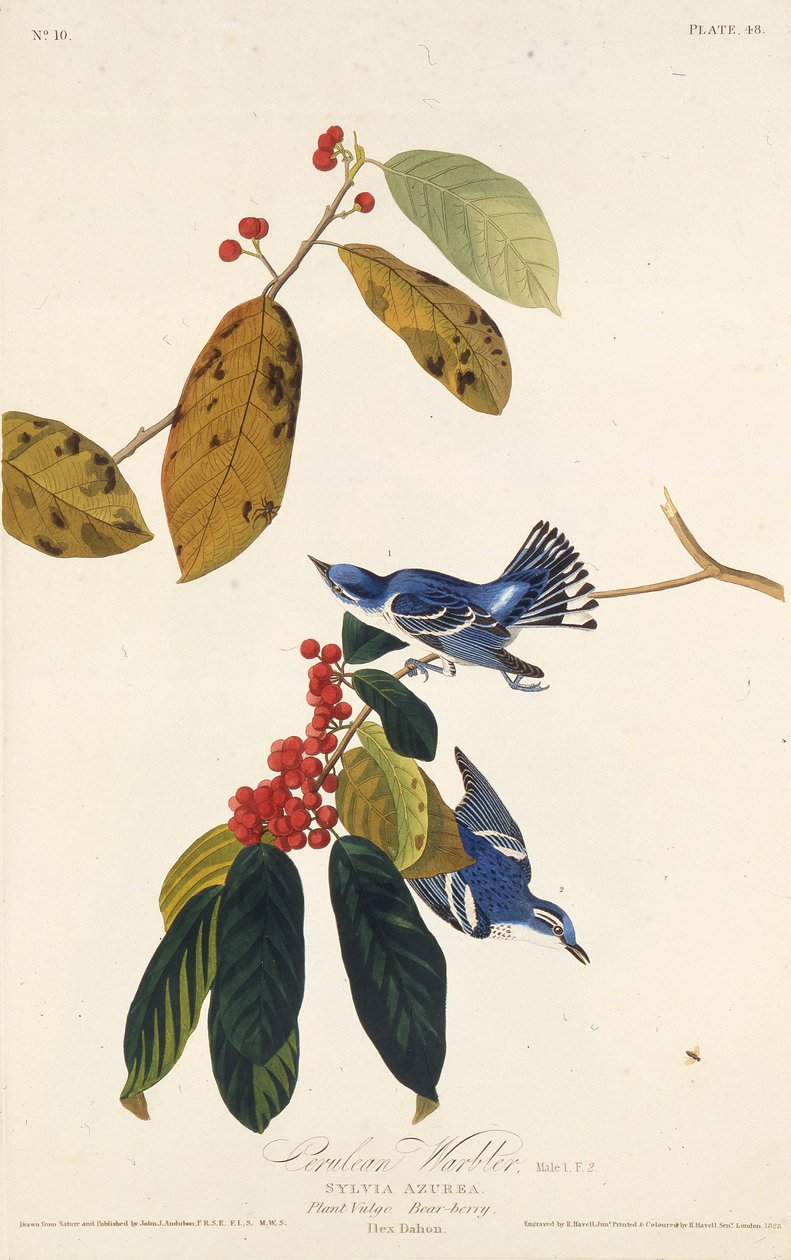 Der Himmelblauwaldsänger. Aus Die Vögel Amerikas, 1827-1838 von John James Audubon
