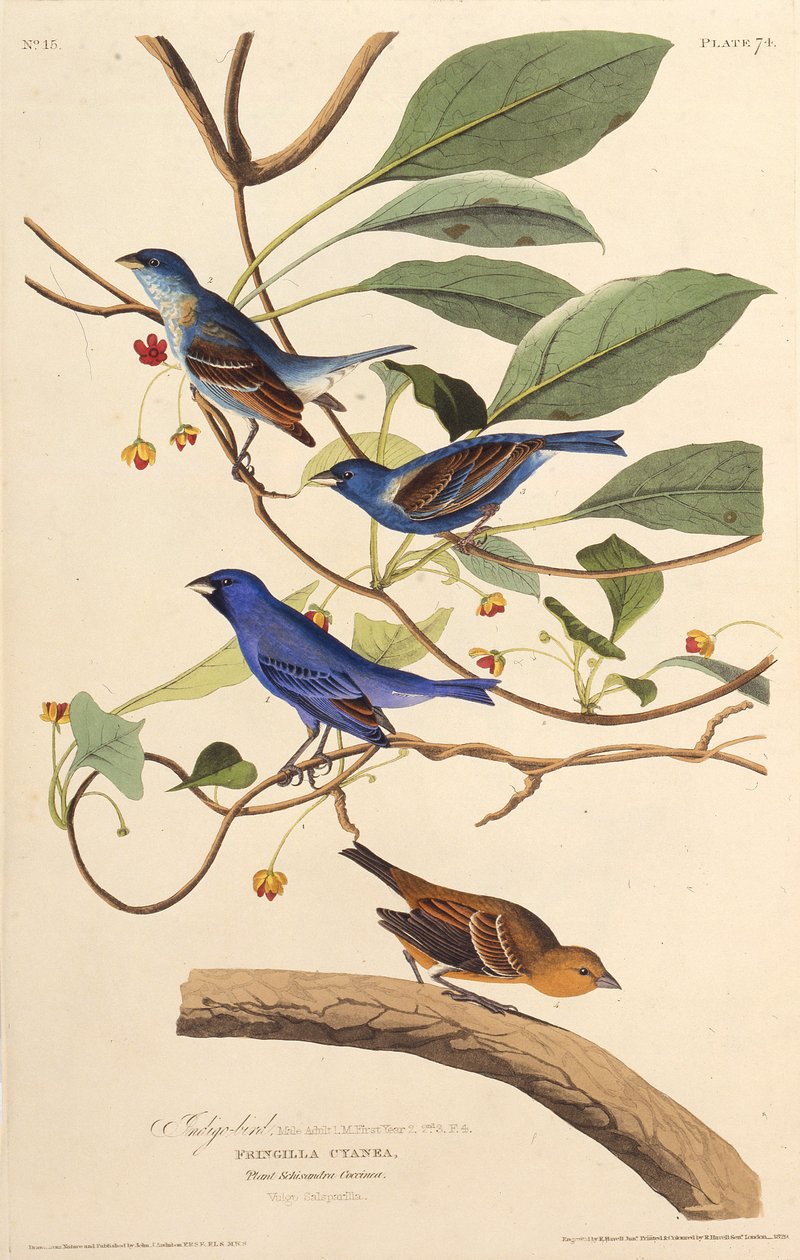 Die Indigovögel. Aus Die Vögel von Amerika, 1827-1838 von John James Audubon