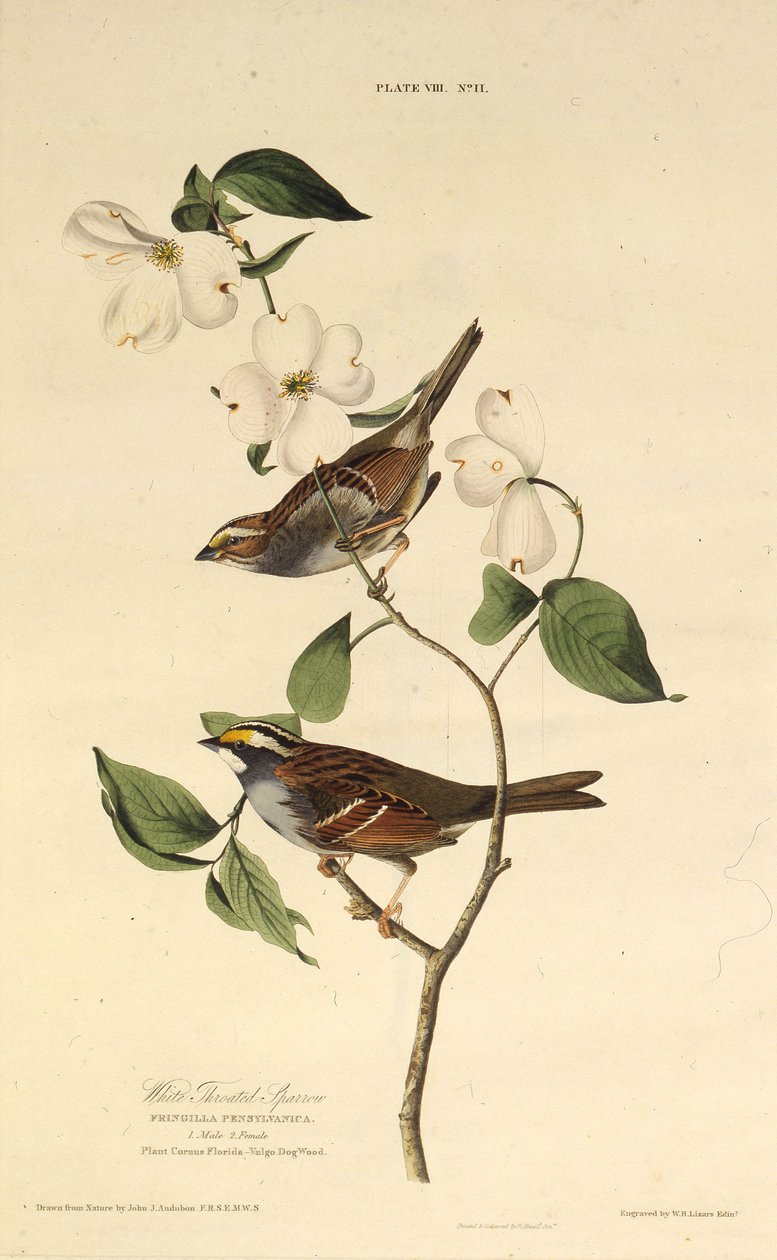 Der Weißkehlspatz. Aus Die Vögel Amerikas, 1827-1838 von John James Audubon