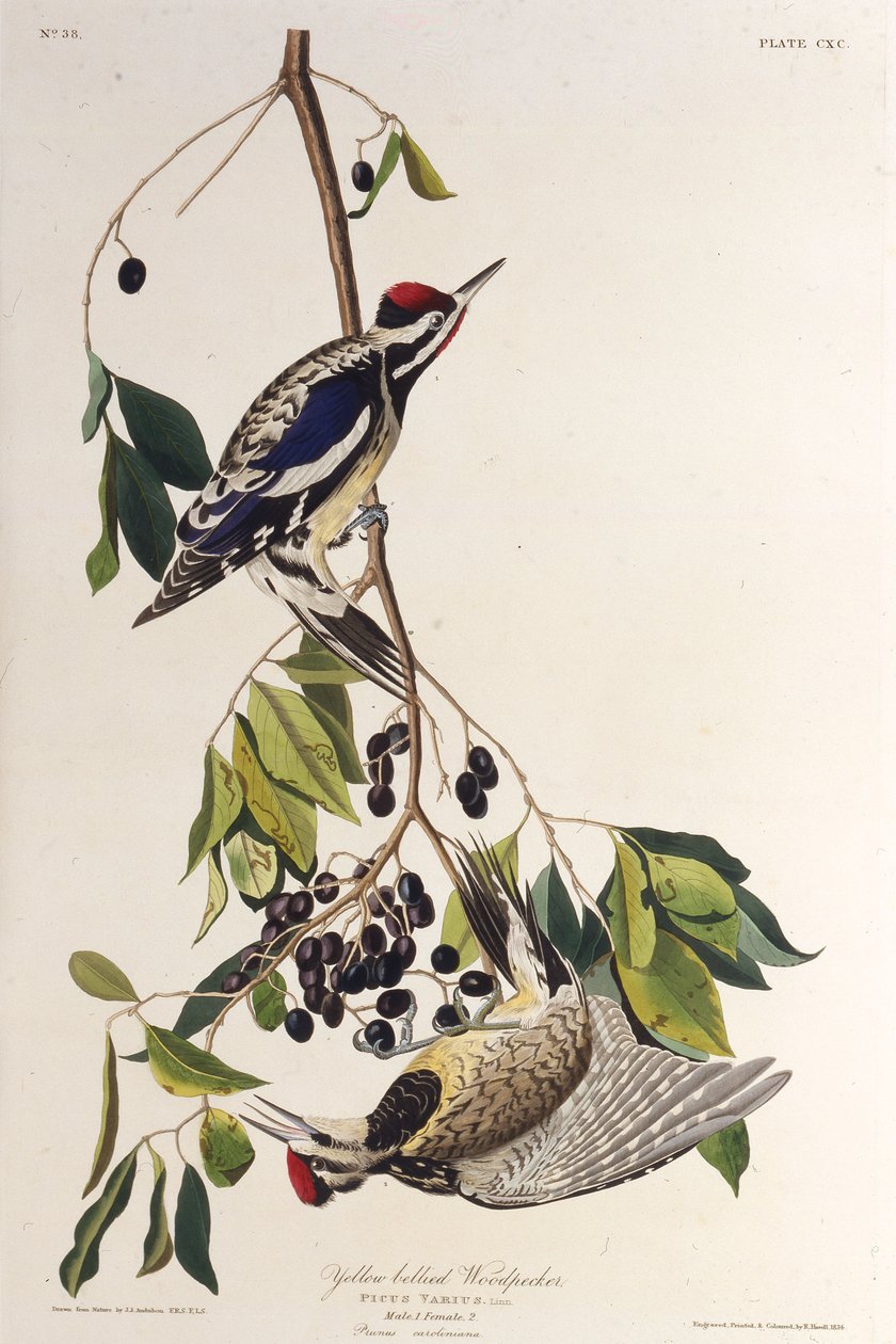Der Gelbbauch-Saftlecker. Aus Die Vögel Amerikas, 1827-1838 von John James Audubon