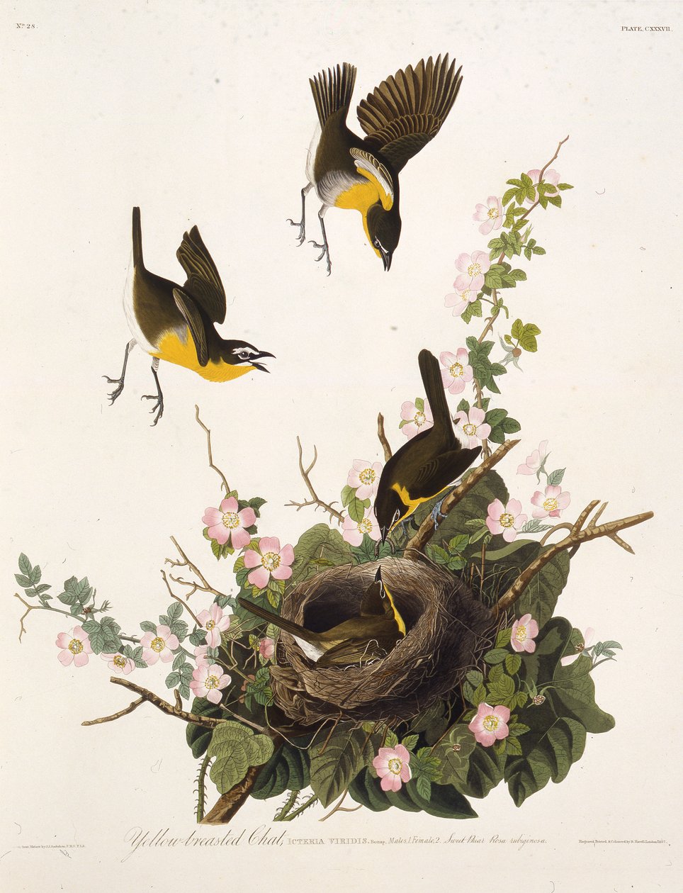 Der Gelbbrust-Waldsänger. Aus Die Vögel Amerikas, 1827-1838 von John James Audubon