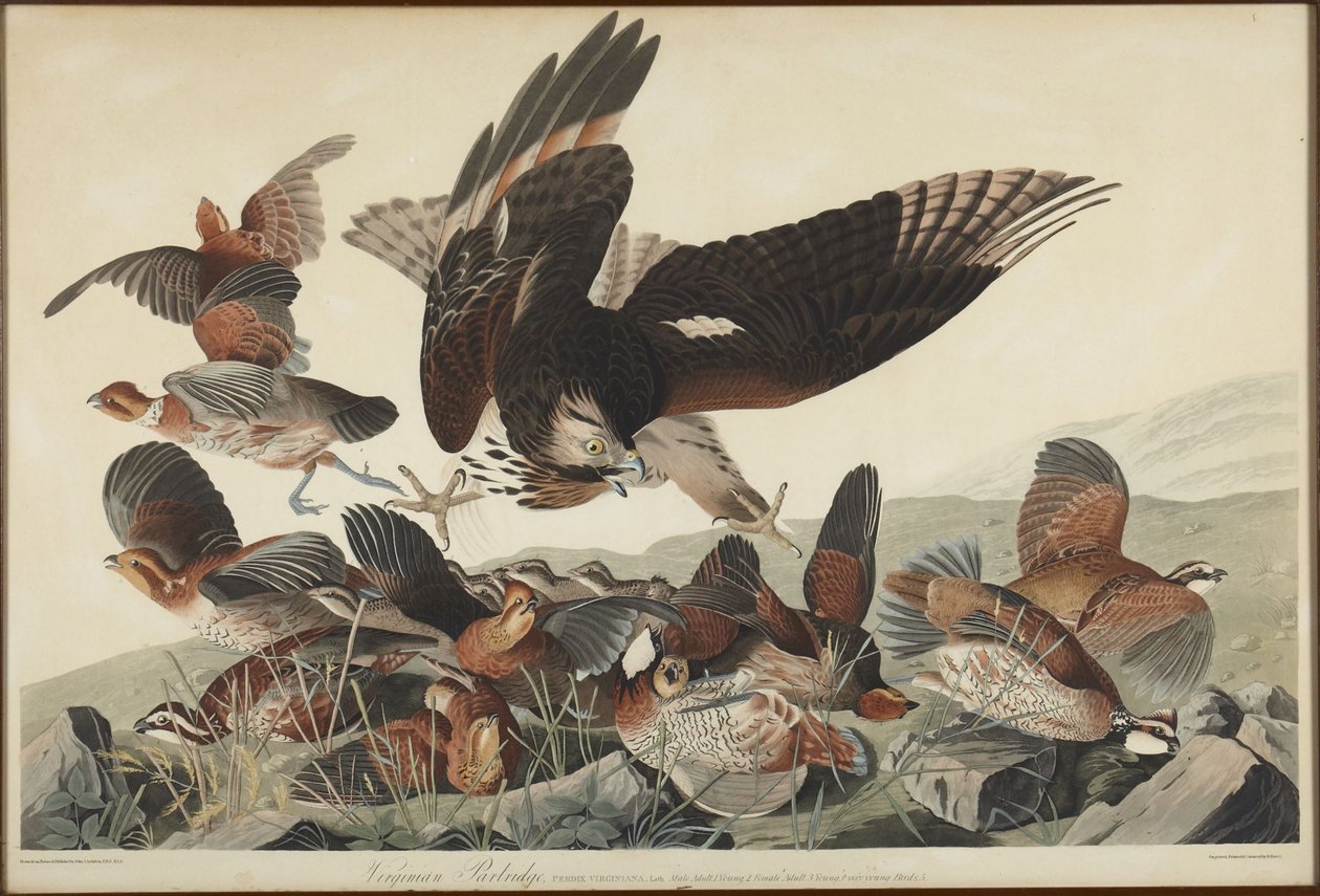 Virginische Wachtel von John James Audubon