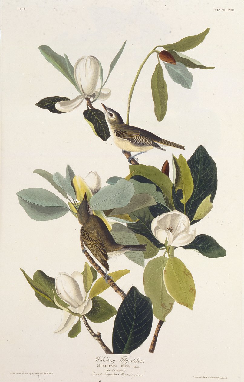 Warbling Flycatcher. Aus Die Vögel Amerikas von John James Audubon