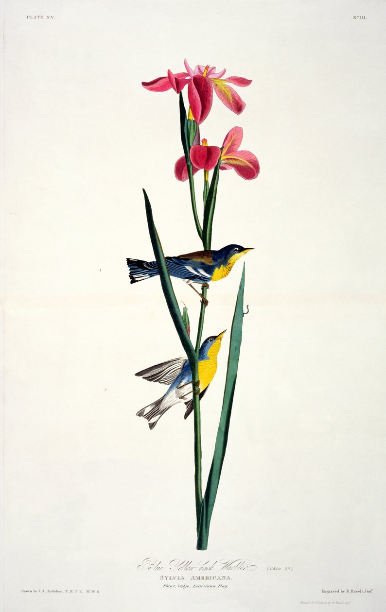 Blau-Gelb-Rücken-Waldsänger, aus Birds of America, graviert von Robert Havell (1793-1878) von John James after Audubon