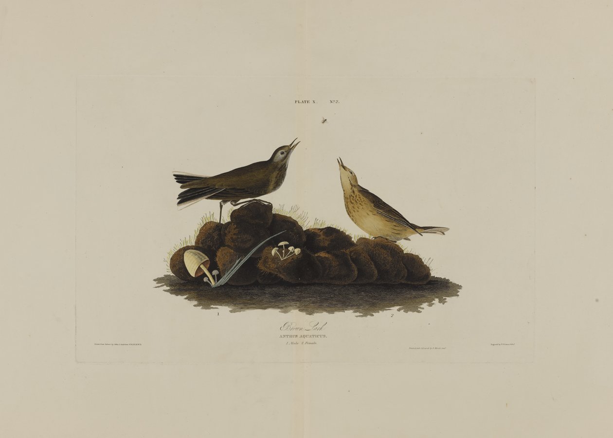 Braunlerche, aus Birds of America, graviert von Robert Havell (1793-1878) von John James after Audubon