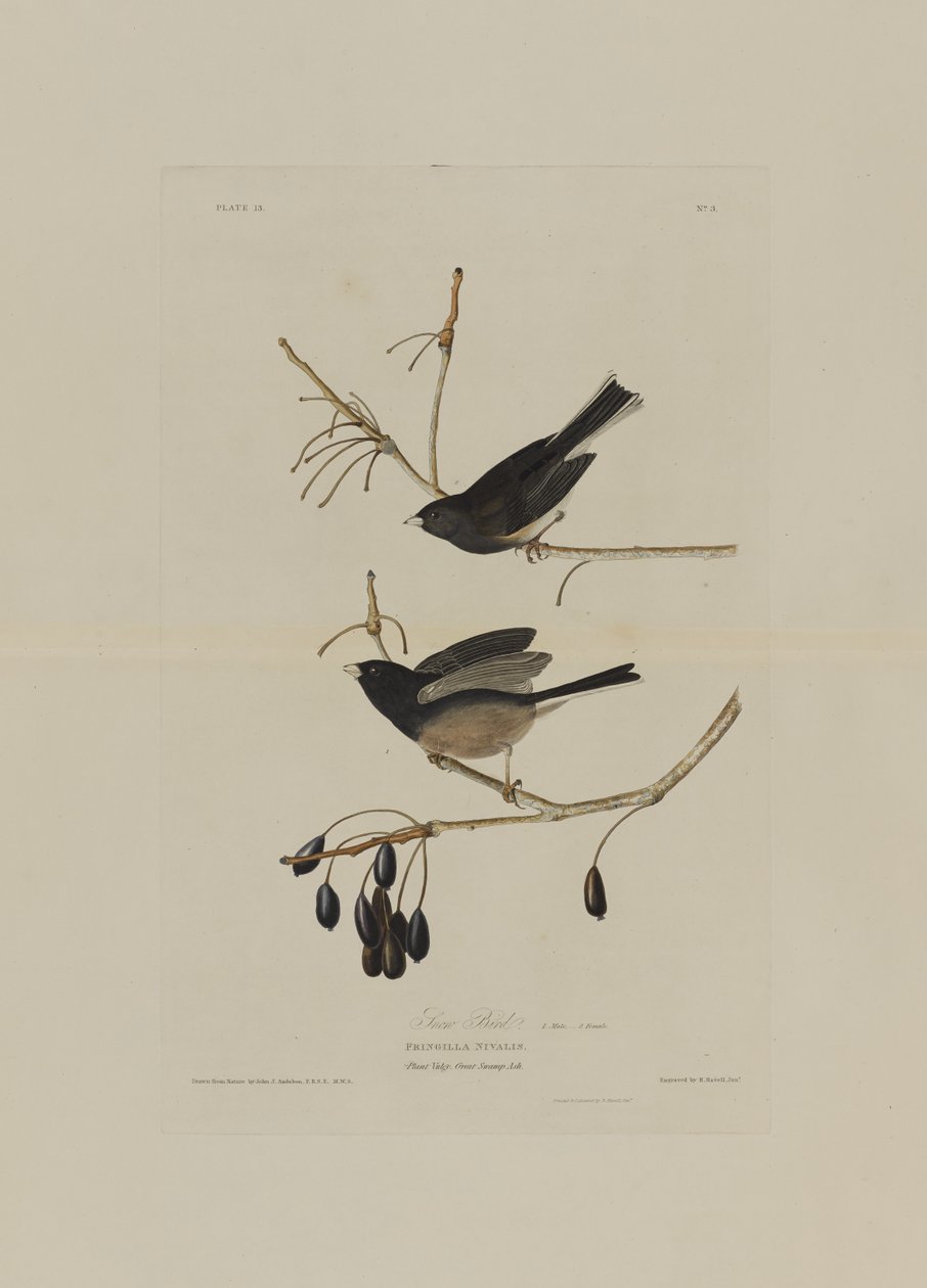 Schneevogel, aus Birds of America, graviert von Robert Havell (1793-1878) von John James after Audubon