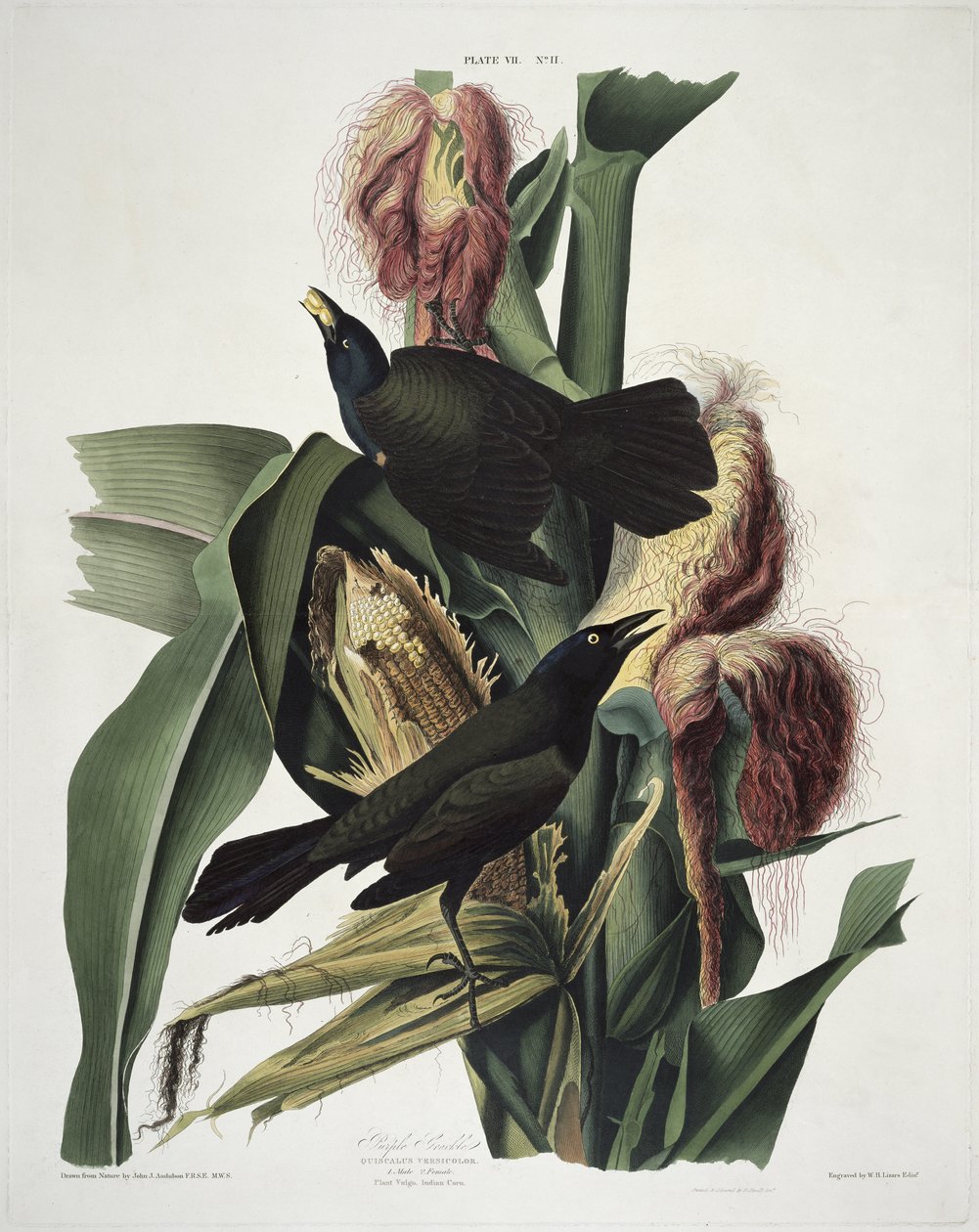 Der Purpur-Grackel, aus Birds of America, graviert von Robert Havell (1793-1878) von John James after Audubon