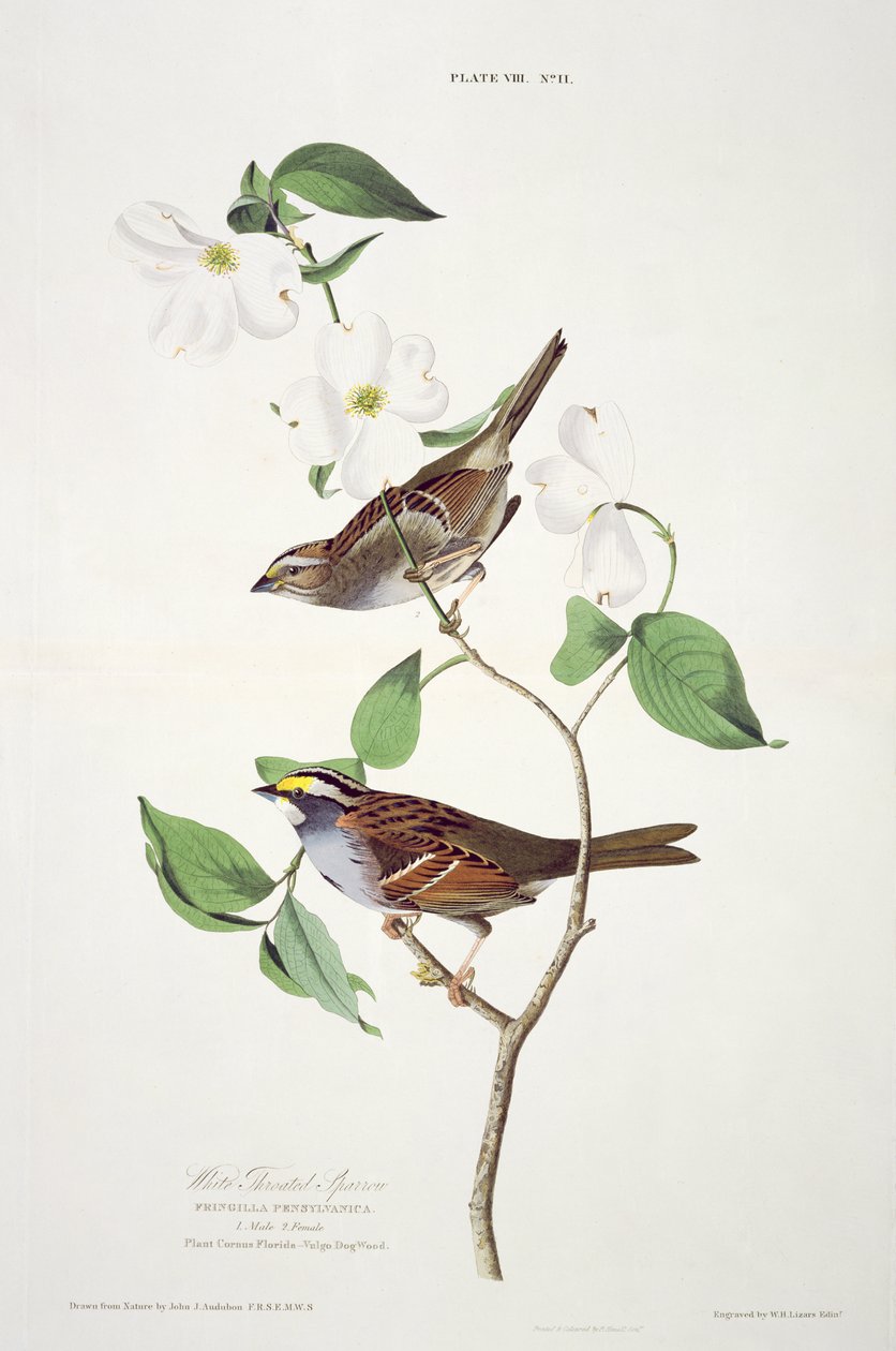 Weißkehlammer, aus Birds of America, graviert von Robert Havell (1793-1878) von John James after Audubon