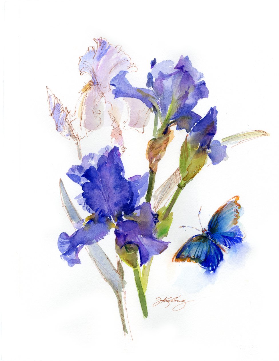 Iris mit blauem Schmetterling von John Keeling