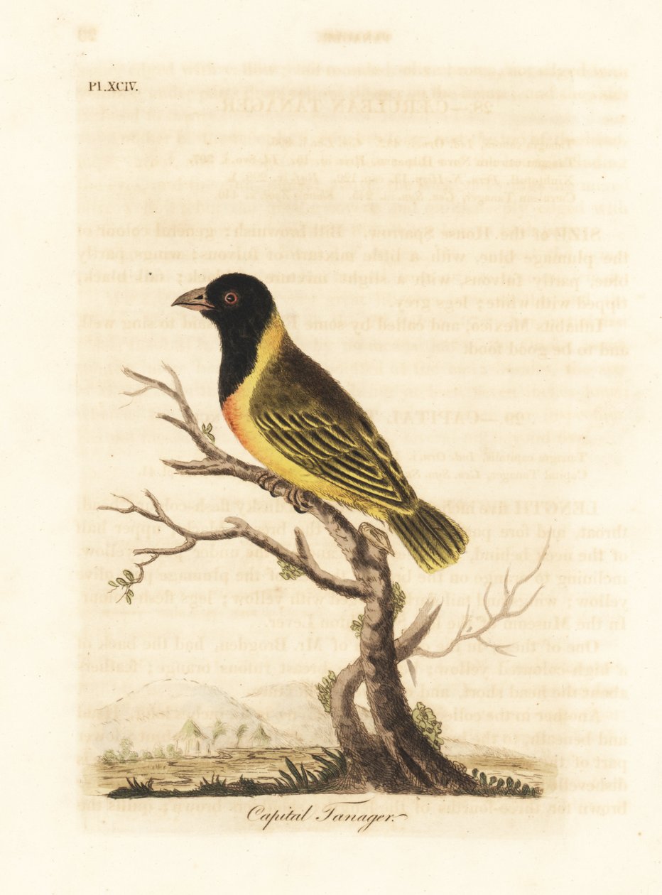 Schwarzkopf-Gelbkragenweber, Ploceus melanocephalus capitalis (Capital Tangare, Tanagra capitalis). Handkolorierte Kupferplatte gezeichnet und graviert von John Latham aus seiner eigenen A General History of Birds, Winchester von John Latham