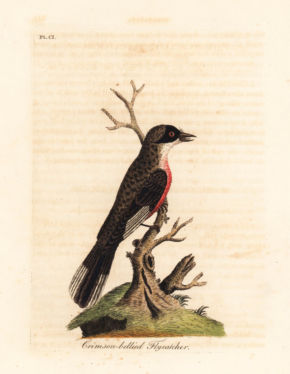 Crimson-bellied Fliegenschnäpper, Muscicapa coccinigastra. Unbekannte Vogelart, kopiert von einer Illustration des Port Jackson Malers. Handkolorierte Kupferplatte, gezeichnet und graviert von John Latham aus seiner eigenen A General History of Birds, Winc von John Latham