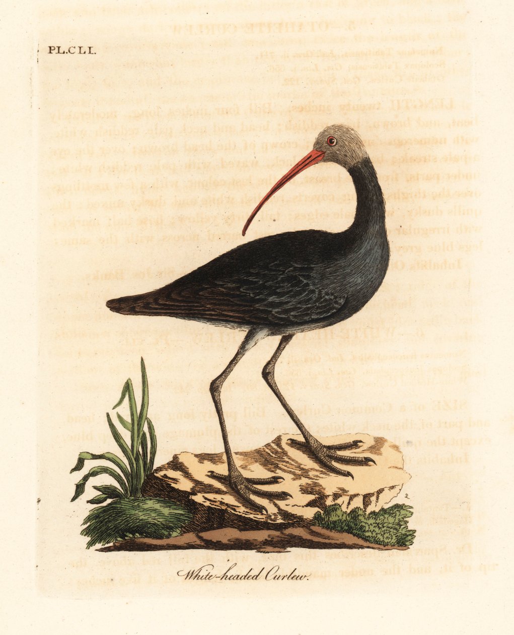 Hadada-Ibis, Bostrychia hagedash. Handkolorierte Kupferstichzeichnung und -gravur von John Latham aus seinem eigenen A General History of Birds, Winchester von John Latham