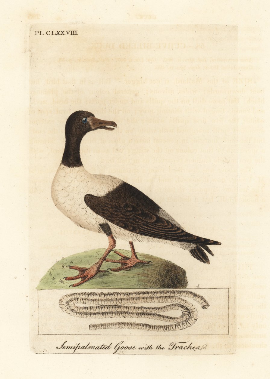 Magpie Gans, Anseranas semipalmata, und anatomisches Detail ihrer Luftröhre. (Semipalmierte Ente, Anas semipalmatus.) Handkolorierter Kupferstich gezeichnet und graviert von John Latham aus seiner eigenen 