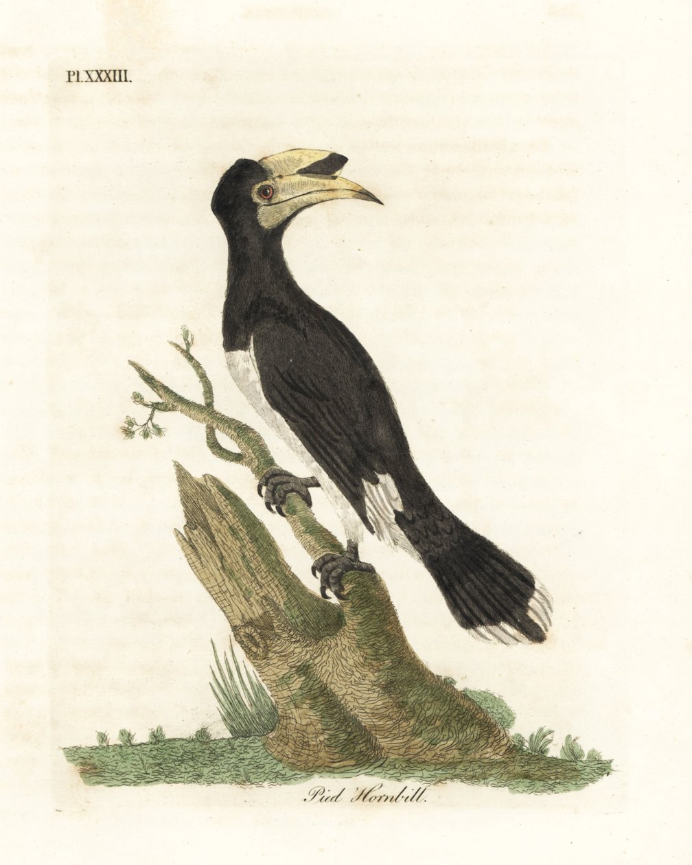 Malabar-Hornvogel, Anthracoceros coronatus. Handkolorierte Kupferstichzeichnung und -gravur von John Latham aus seiner eigenen A General History of Birds, Winchester von John Latham