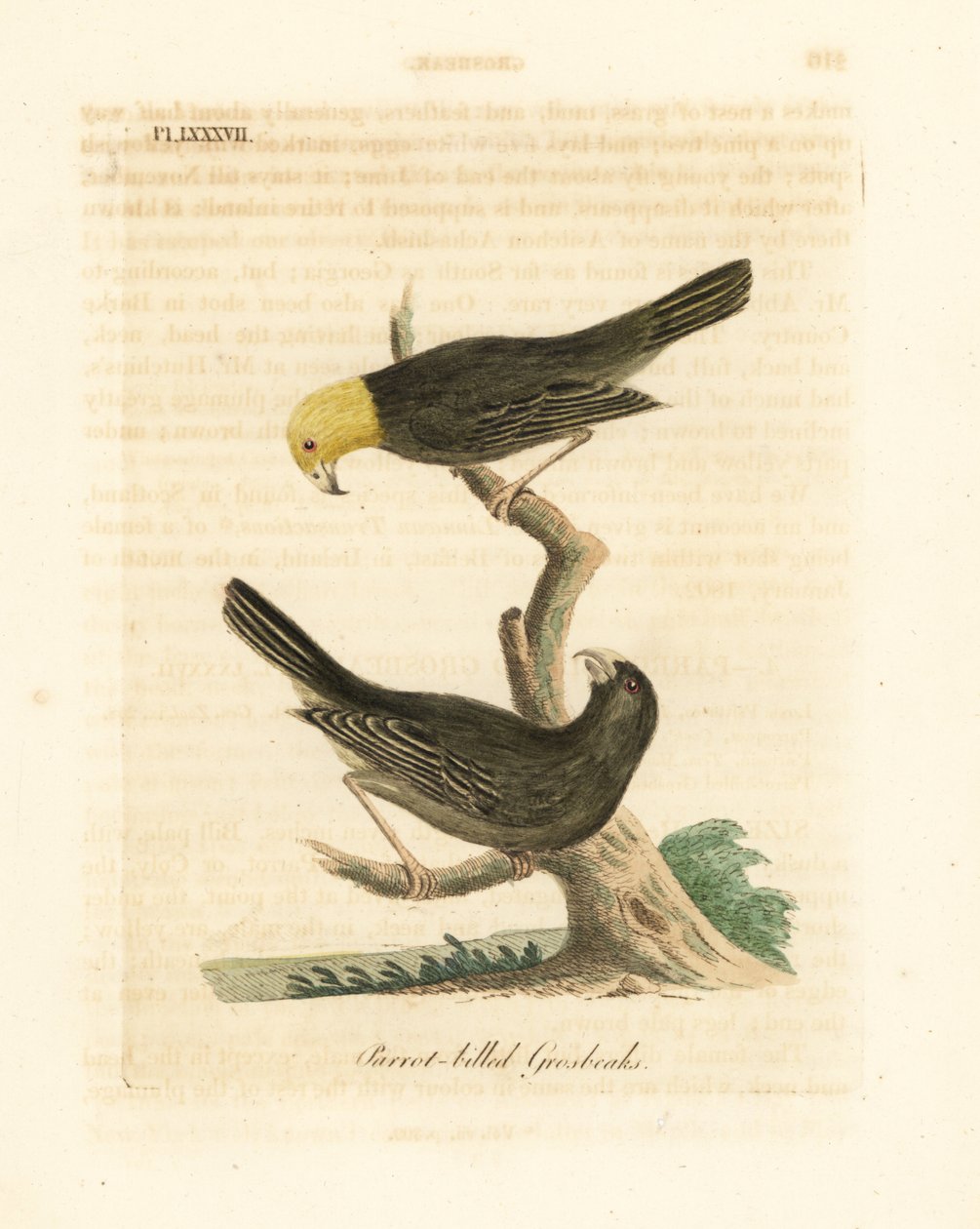 Or, Psittirostra psittacea, Männchen (oben) und Weibchen. Kritisch gefährdet, möglicherweise ausgestorben. (Papageienschnabel-Grosbeak, Loxia psittacea). Handkolorierte Kupferplatte gezeichnet und graviert von John Latham aus seiner eigenen A General Histo von John Latham