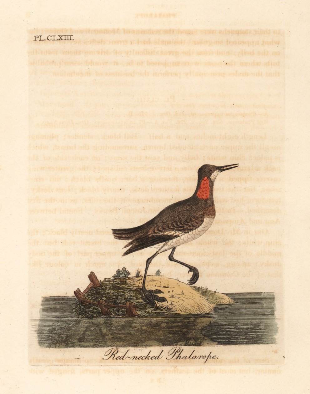Odinshühnchen, Phalaropus lobatus. Handkolorierte Kupferstichzeichnung und -gravur von John Latham aus seiner eigenen A General History of Birds, Winchester von John Latham