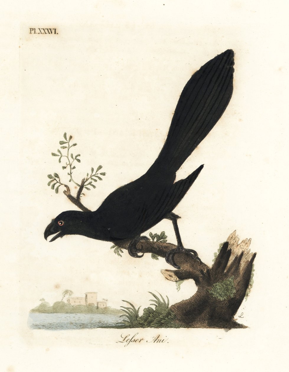 Glattbilled Ani oder Kleiner Ani, Crotophaga ani. Handkolorierter Kupferstich gezeichnet und graviert von John Latham aus seiner eigenen 