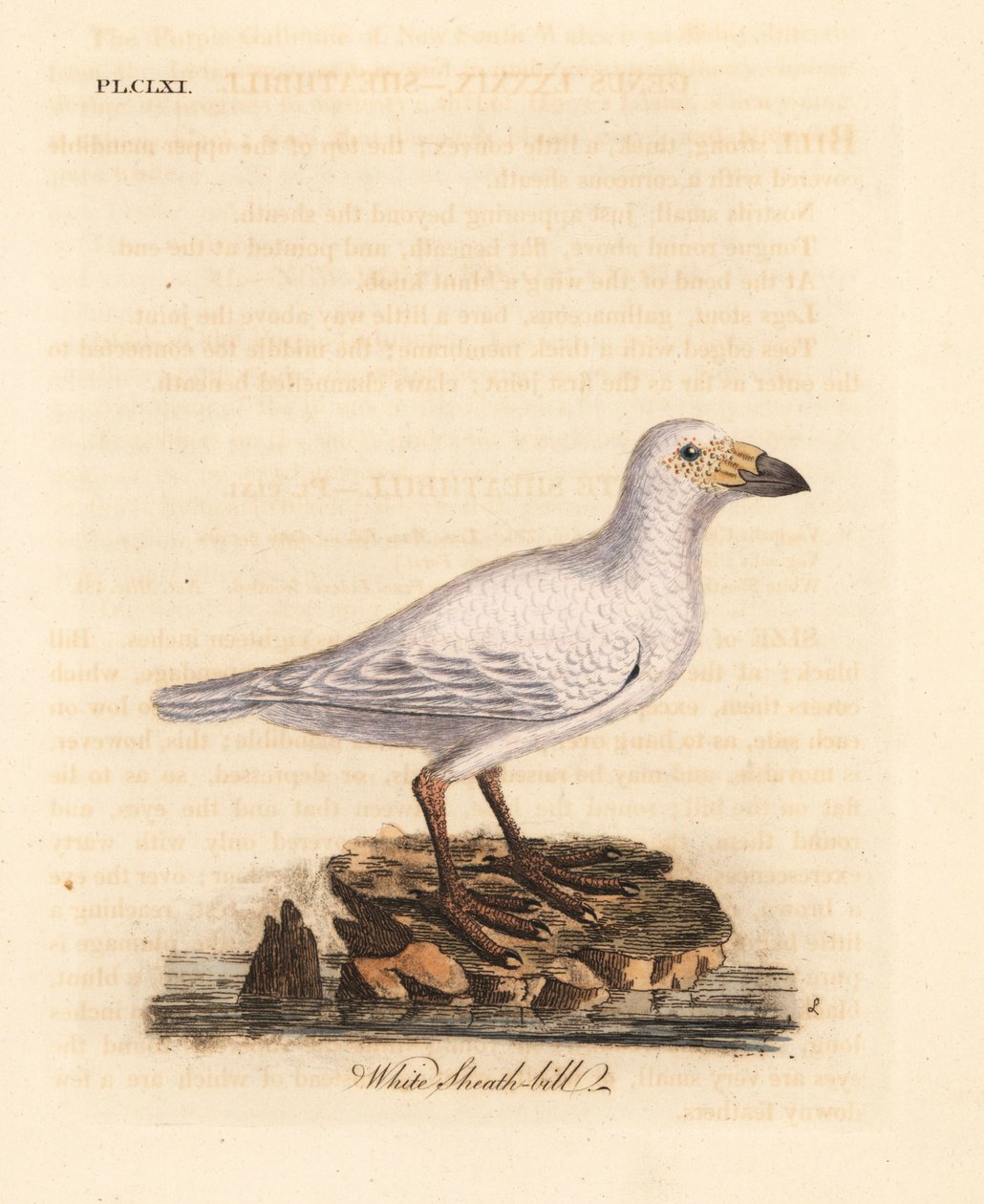 Schneeschieferschnabel, Chionis albus. Handkolorierte Kupferstichzeichnung und -gravur von John Latham aus seinem eigenen A General History of Birds, Winchester von John Latham