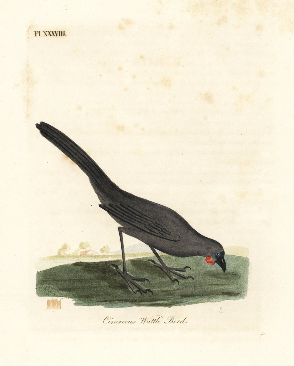 Südinsel, Neuseeland Kokako, Callaeas cinerea cinerea, 2007 für ausgestorben erklärt (Aschgrauer Lappen-Vogel, Calloeas cinerea). Handkolorierte Kupferplatte gezeichnet und graviert von John Latham aus seiner eigenen A General History of Birds, Winchester von John Latham