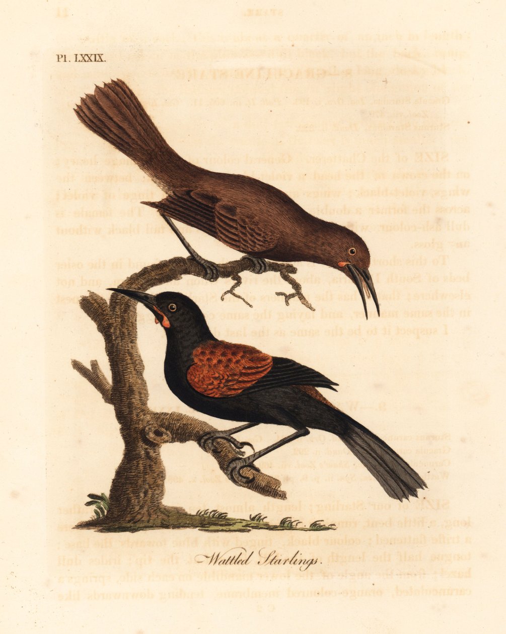 Südlicher Sattelrücken, Philesturnus carunculatus, männlich und weiblich. Handkolorierte Kupferstichzeichnung und -gravur von John Latham aus seiner eigenen A General History of Birds, Winchester von John Latham