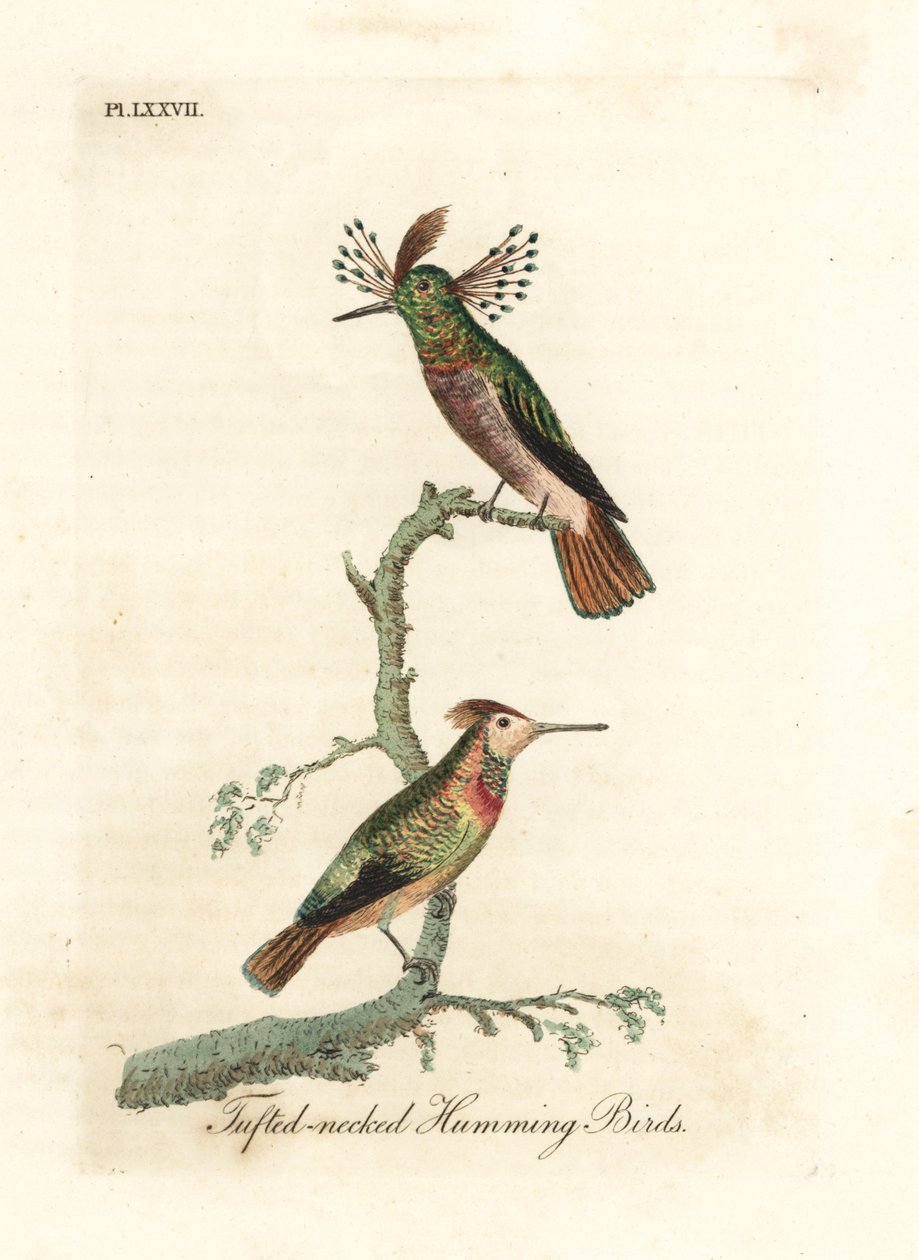 Büschelhähne, Lophornis ornatus (Büschelhalskolibris, Trochilus ornatus). Männchen und Weibchen. Handkolorierte Kupferplatte gezeichnet und graviert von John Latham aus seiner eigenen A General History of Birds, Winchester von John Latham