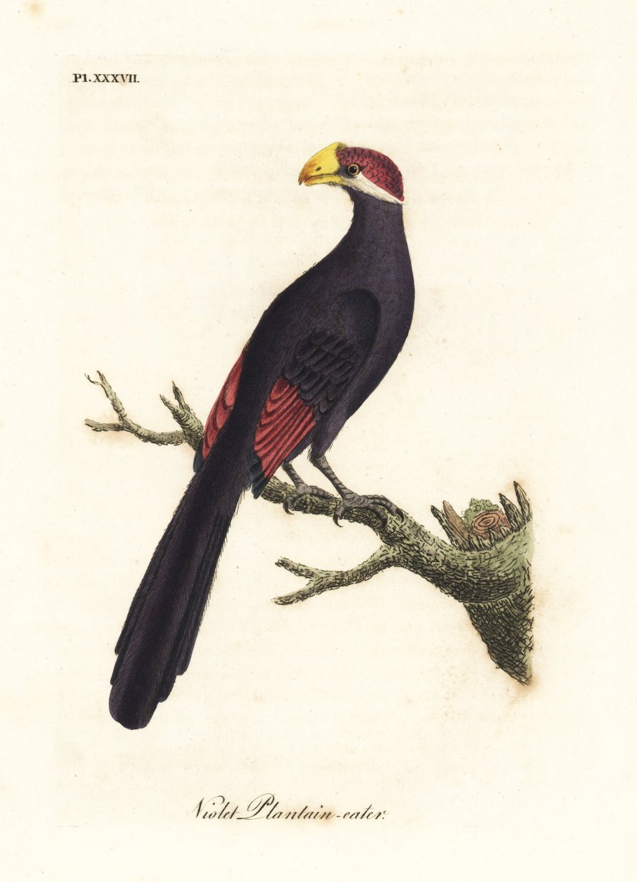 Violetter Turako oder violaceus Bananenfresser, Musophaga violacea. Handkolorierte Kupferplatte gezeichnet und graviert von John Latham aus seiner eigenen A General History of Birds, Winchester von John Latham