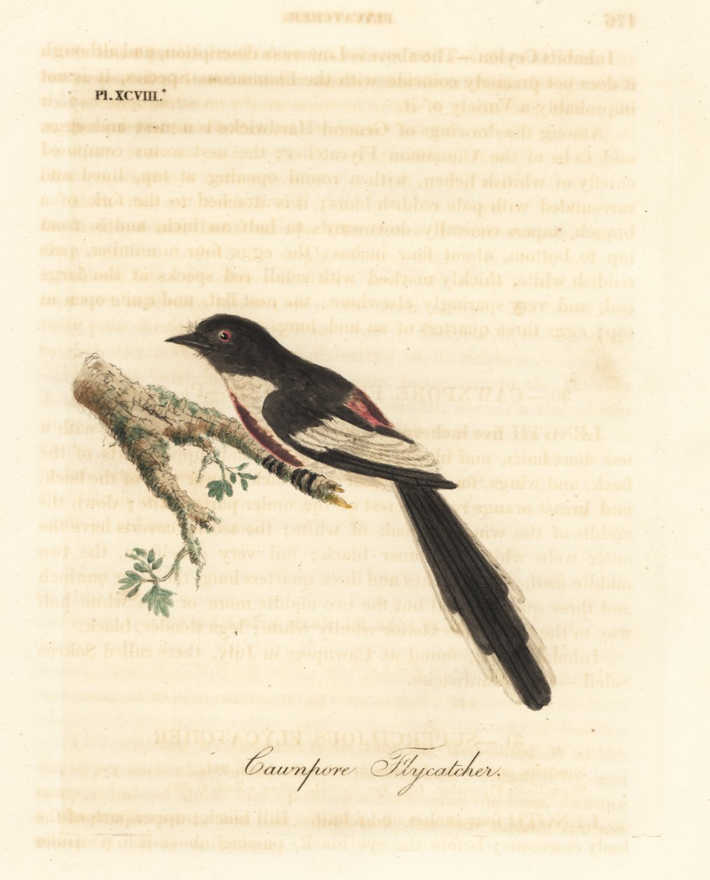 Weißbauch-Minivet, Pericrocotus erythropygius (Cawnpore-Fliegenschnäpper). Indien. Handkolorierte Kupferplatte gezeichnet und graviert von John Latham aus seiner eigenen A General History of Birds, Winchester von John Latham
