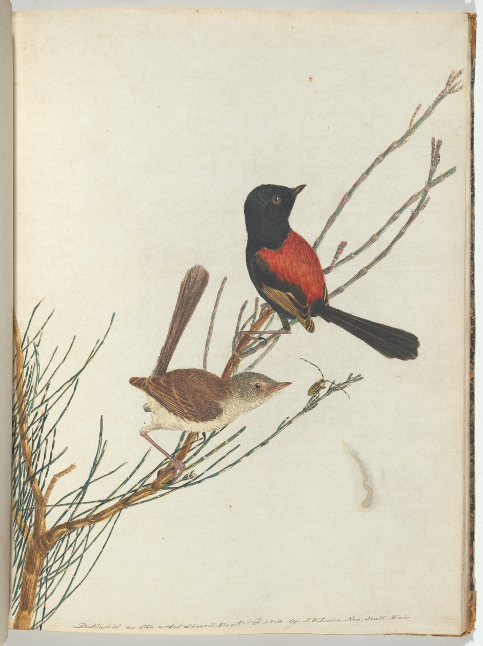 Scharlachroter und schwarzer Waldsänger von John William Lewin
