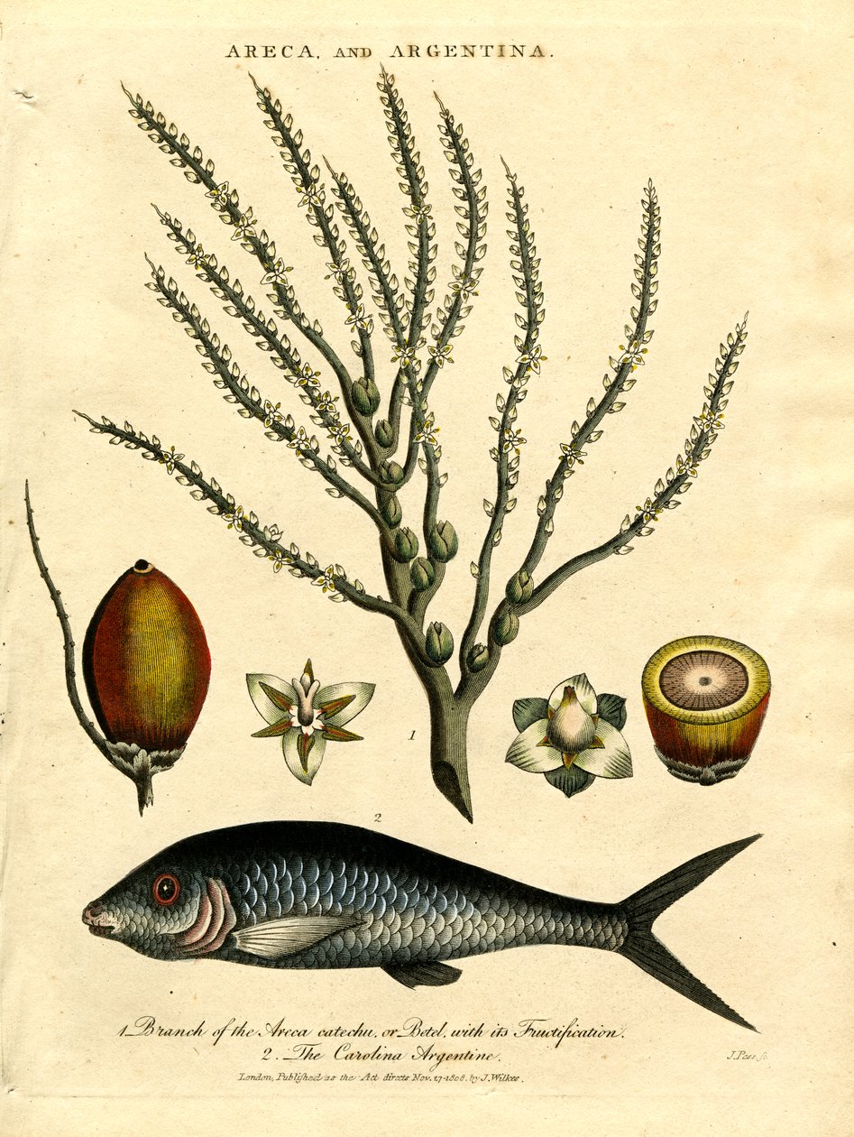 Areca-Palme und Carolina-Argentine von John Pass