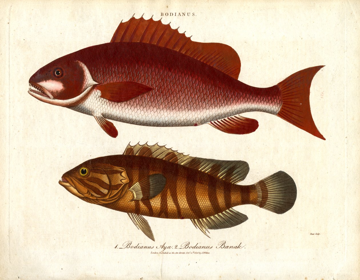 Bodianus - Zwei Arten von Meerbarschen von John Pass