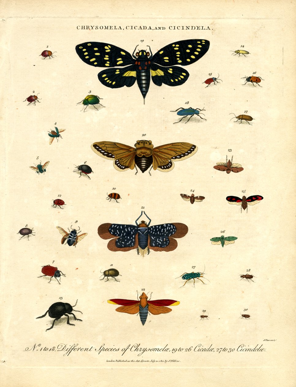 Chrysomela; Zikade und Cicindela von John Pass