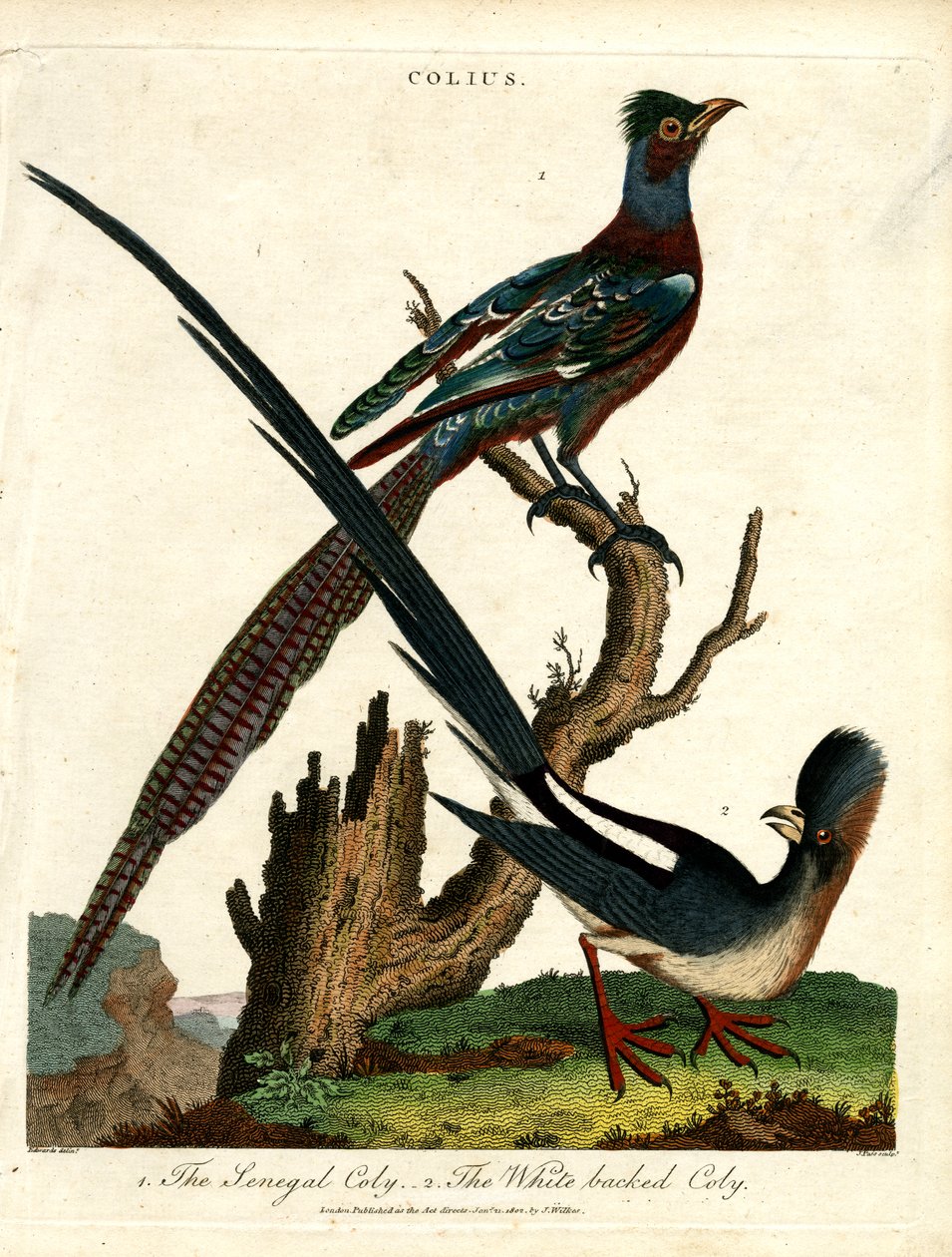 Colius Arten (Mausvögel) von John Pass