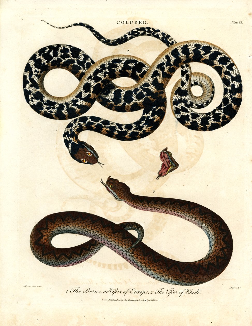 Coluber: Europäische Viper und Viper von Rhodos von John Pass