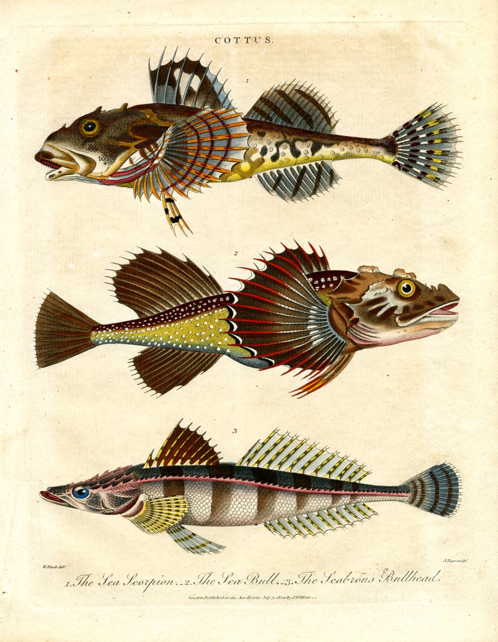 Cottus – Groppen und Seeskorpione von John Pass