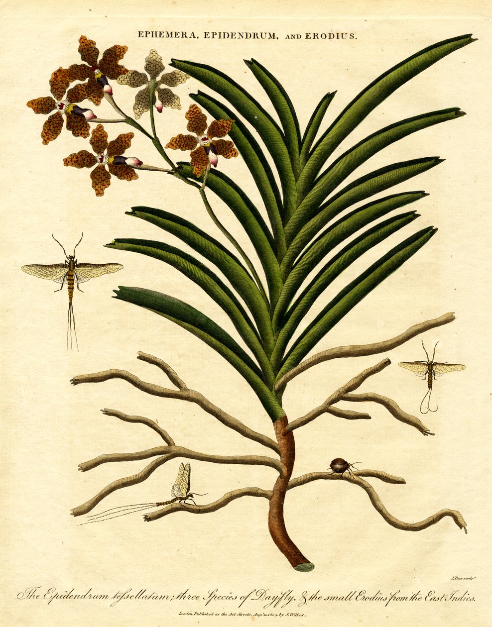 Epidendrum; Ephemera; und Erodius von John Pass