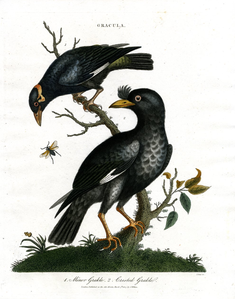 Grackeln - Kleine Grackel und Haubengrackel von John Pass