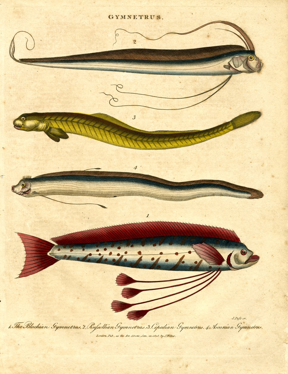 Gymnetrus – Bandfische von John Pass