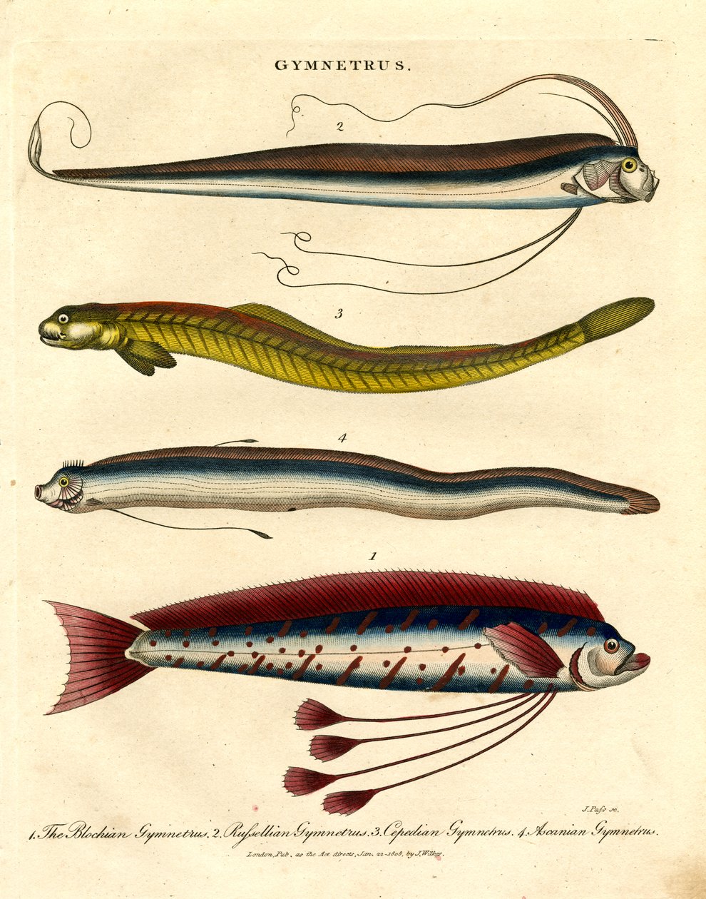 Gymnetrus-Arten – Bandfisch von John Pass