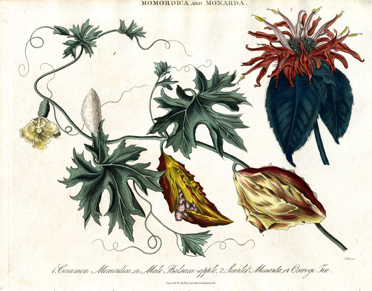 Momordica und Monarda von John Pass