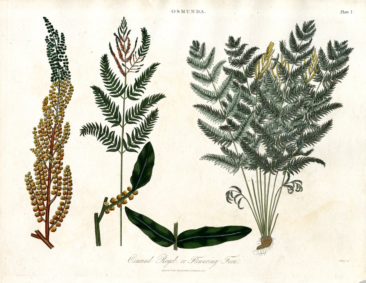 Osmunda von John Pass