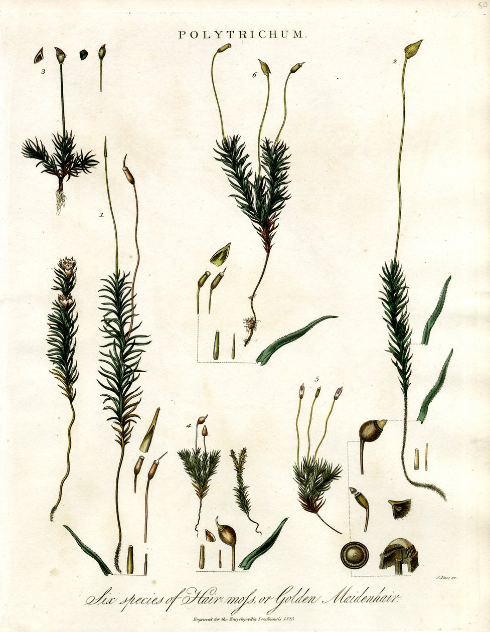 Polytrichum von John Pass