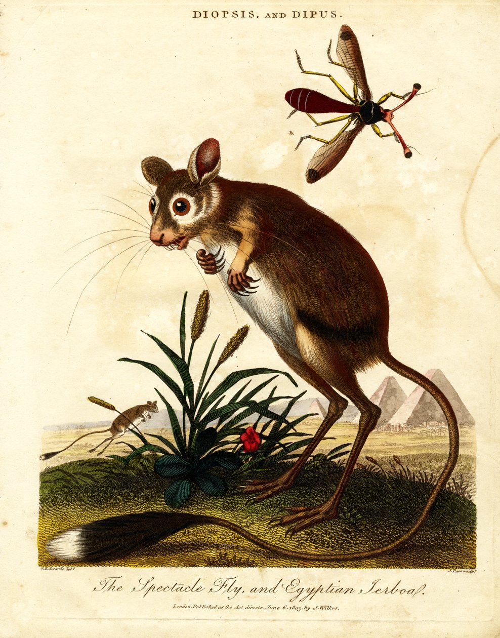 Brillenfliege und Ägyptische Springmaus von John Pass