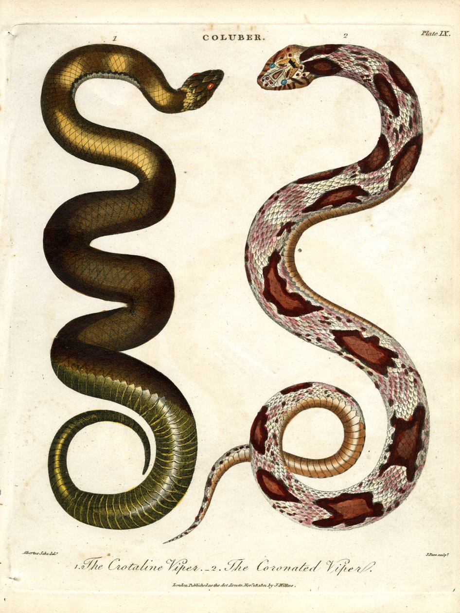Die Krotalviper und die gekrönte Viper von John Pass