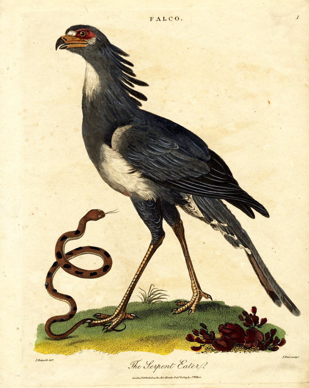 Der Sekretärvogel oder Schlangenfresser von John Pass