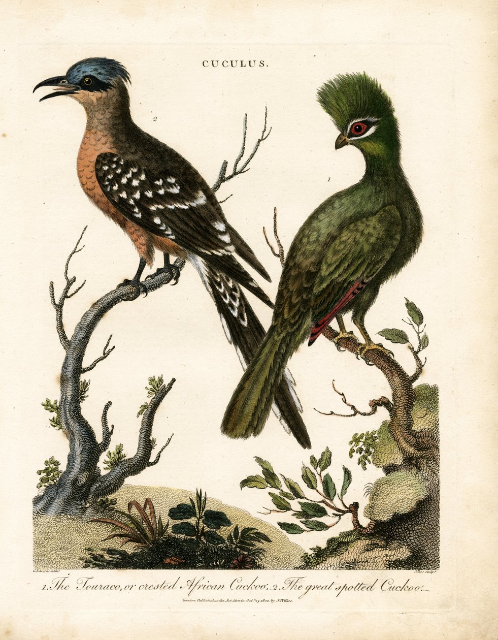 Der Turako und der Große Fleckenkuckuck von John Pass