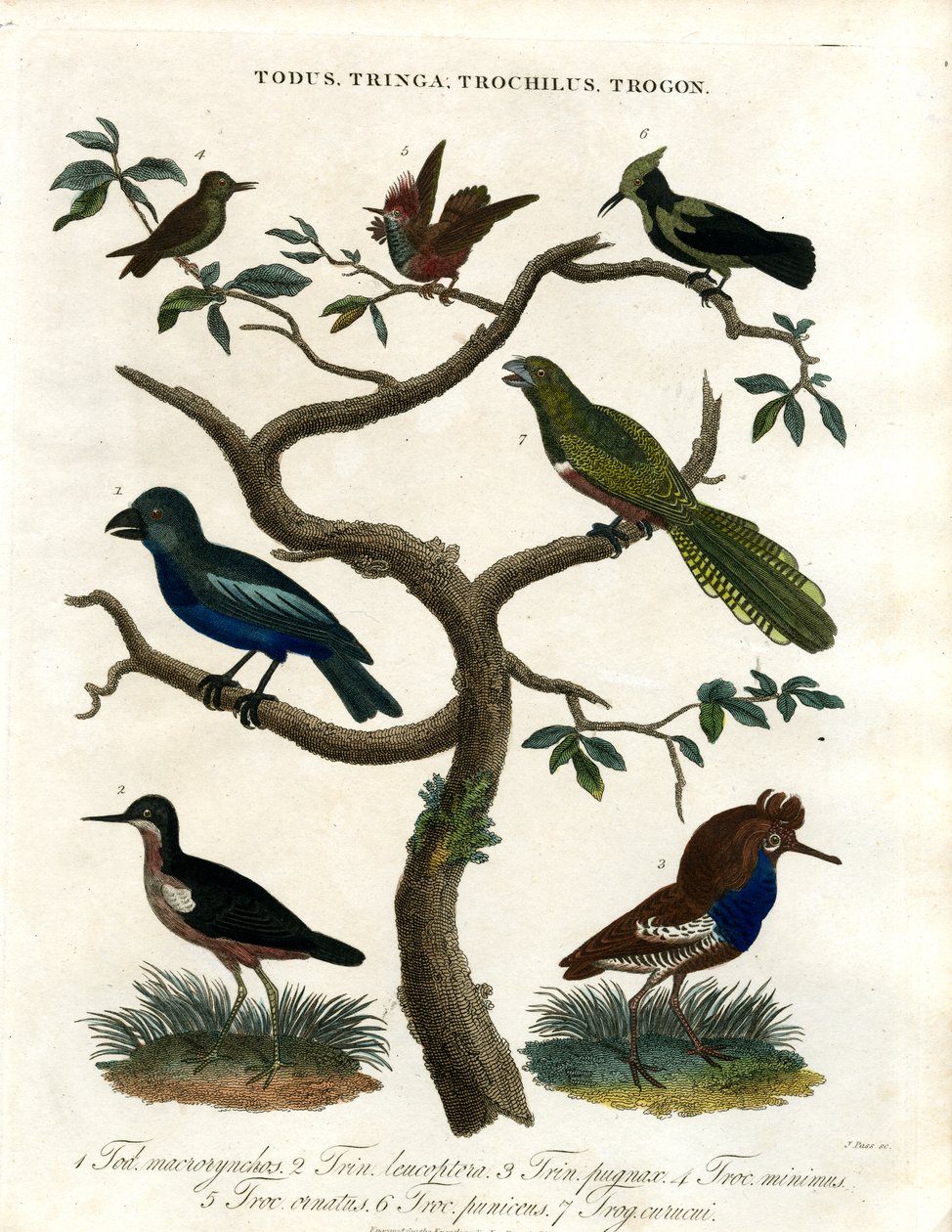 Todus; Tringa; Trochilus und Trogon von John Pass
