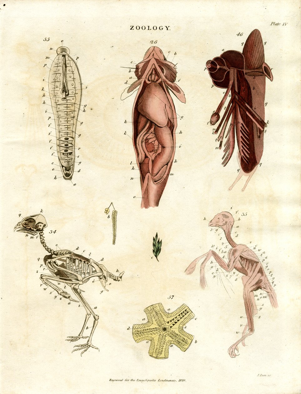 Zoologische anatomische Illustrationen (Tafel XV) von John Pass