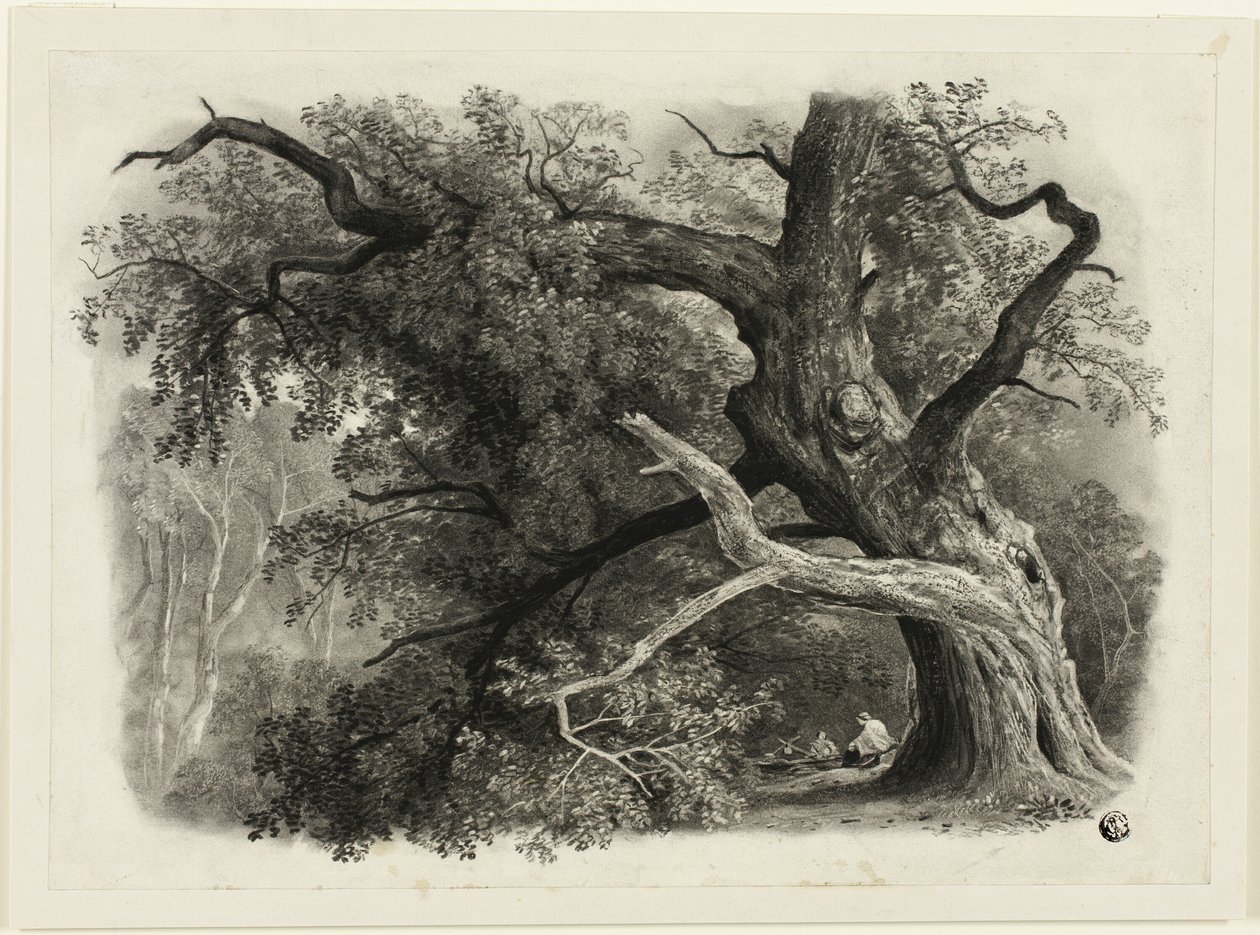 Alter Baum im Billah - Sherwood Forest von John Rawson Walker