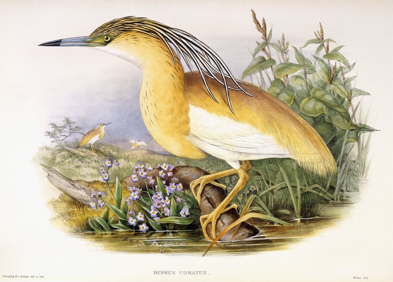 Buphus Comatus, c.1862-3 (handkolorierte lithografierte Platte) von John and Richter Henry Constantine Gould