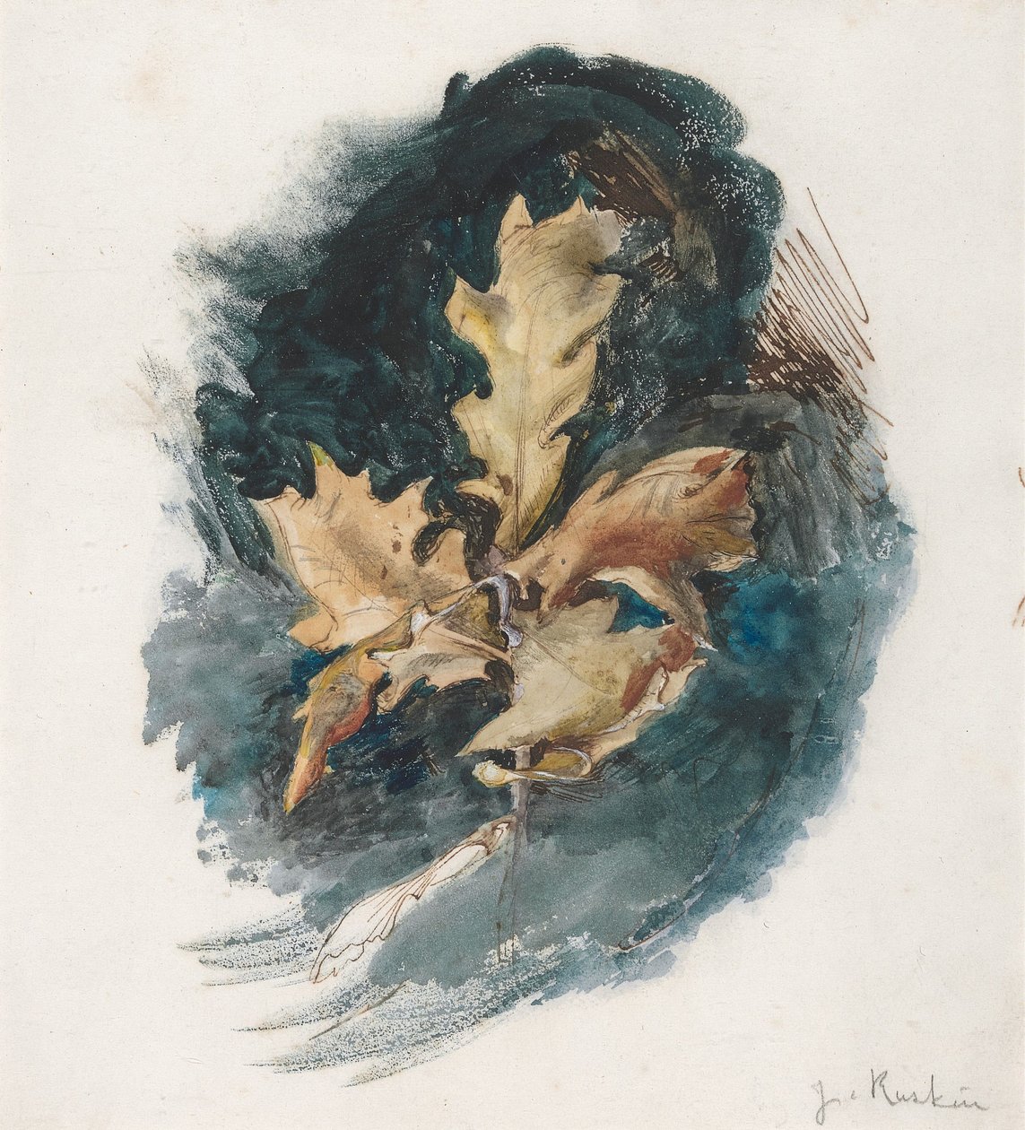 Studie eines Eichenblatts von John Ruskin